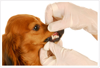 Pet Dental Care Calgary